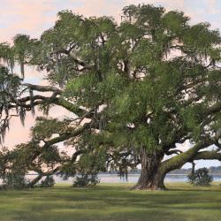 Limited Edition Artwork By Test Stellers Gallery